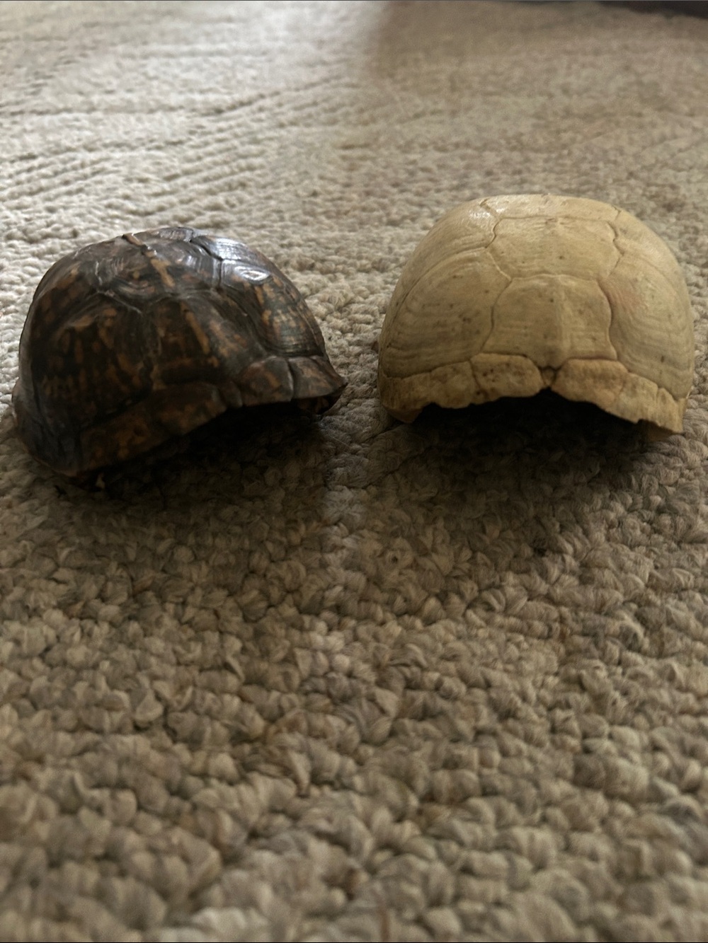 Reptile Shell Décor Set - Brown and Cream Turtle Shells